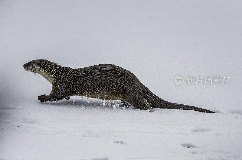 北美水獭，Lontra canadensis，也被称为北方水獭或普通水獭，是北美特有的半水栖哺乳动物。冬天在黄石河边和雪地里玩耍，黄石国家公园